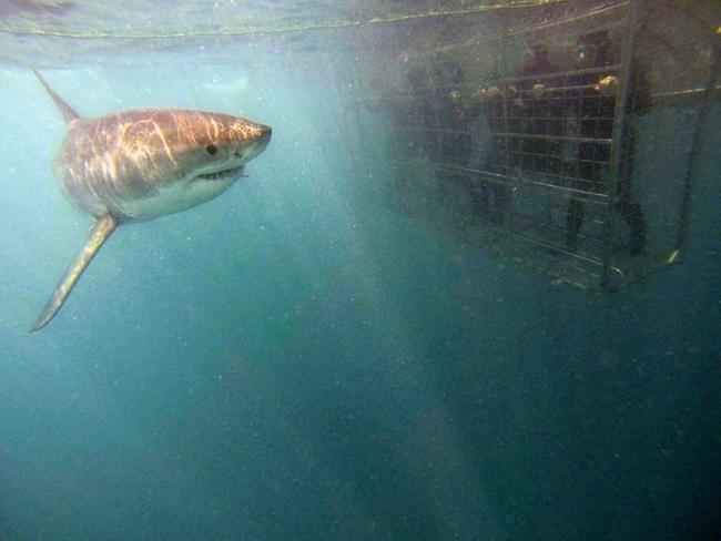 Swimming with great white sharks in Cape Town, South Africa | escape.com.au