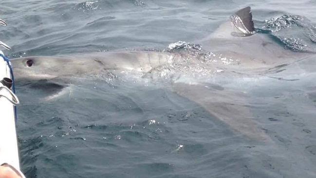 The shark was circling the boat for more than 20 minutes. Picture: Salty Dog Charters