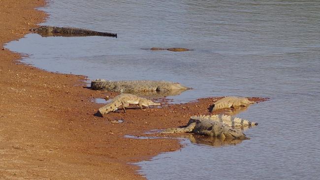 Robert Bickerton says the Daly River is ‘full of crocodiles” and it was ‘a bit risky even walking down to the bank’ to take photos. Picture: Robert Bickerton