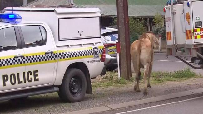 Bulls are on the loose in Burra after a truck rolled, crashing into a house. Picture: 7NEWS