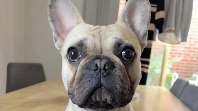 Knox the French bulldog died after he was bitten by a snake in Bell Park on Saturday. Picture: Supplied