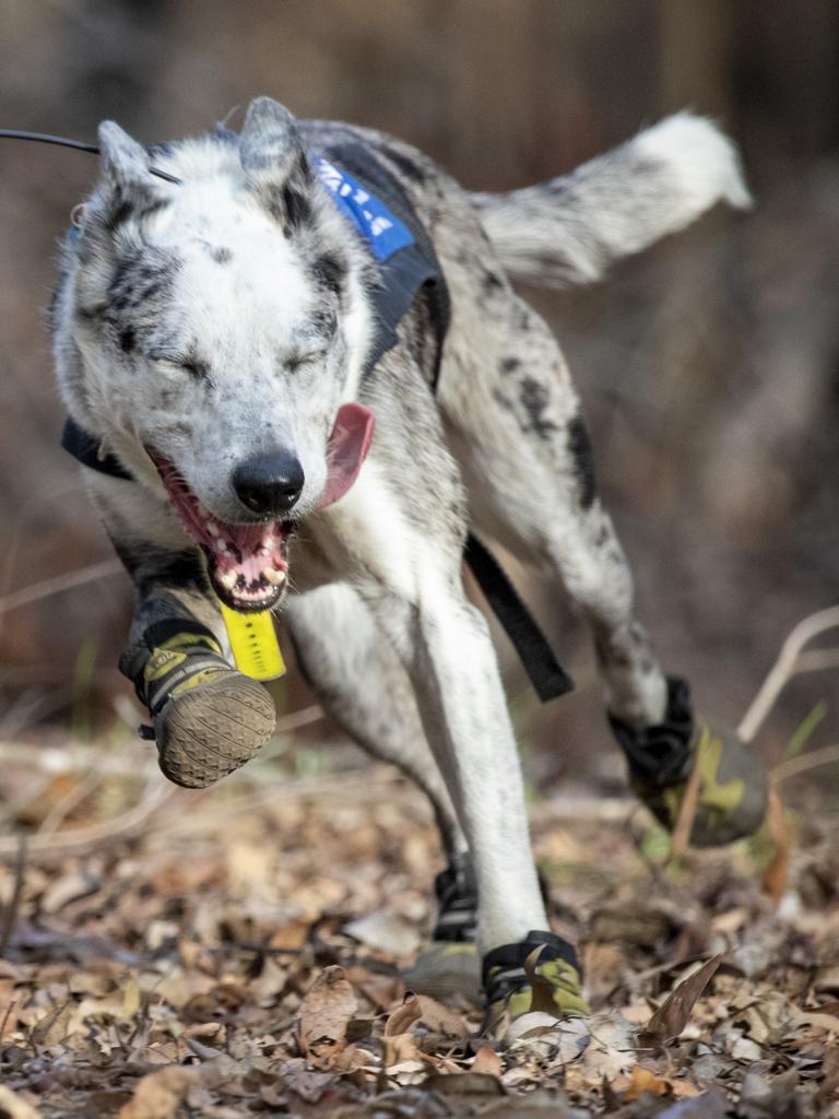 Bear: Koala Hero Foxtel documentary of koala rescue dog | Daily Telegraph