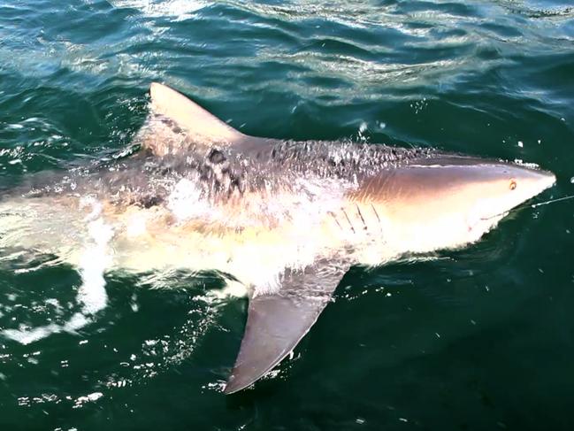 A three metre bull shark caught in Sydney Harbour near Clifton Gardens. Picture by Al McGlashan of Strike zone Media.