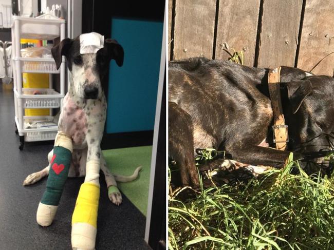 Rescued pets. Photo: News Corp