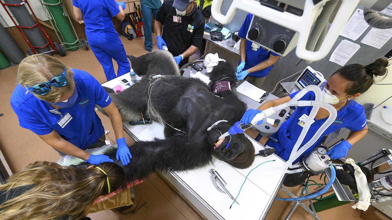 Shango was tested for coronavirus after getting into a fight with his brother at a Miami zoo. Pictured: Shango the gorilla Picture: Ron McGill/Splash