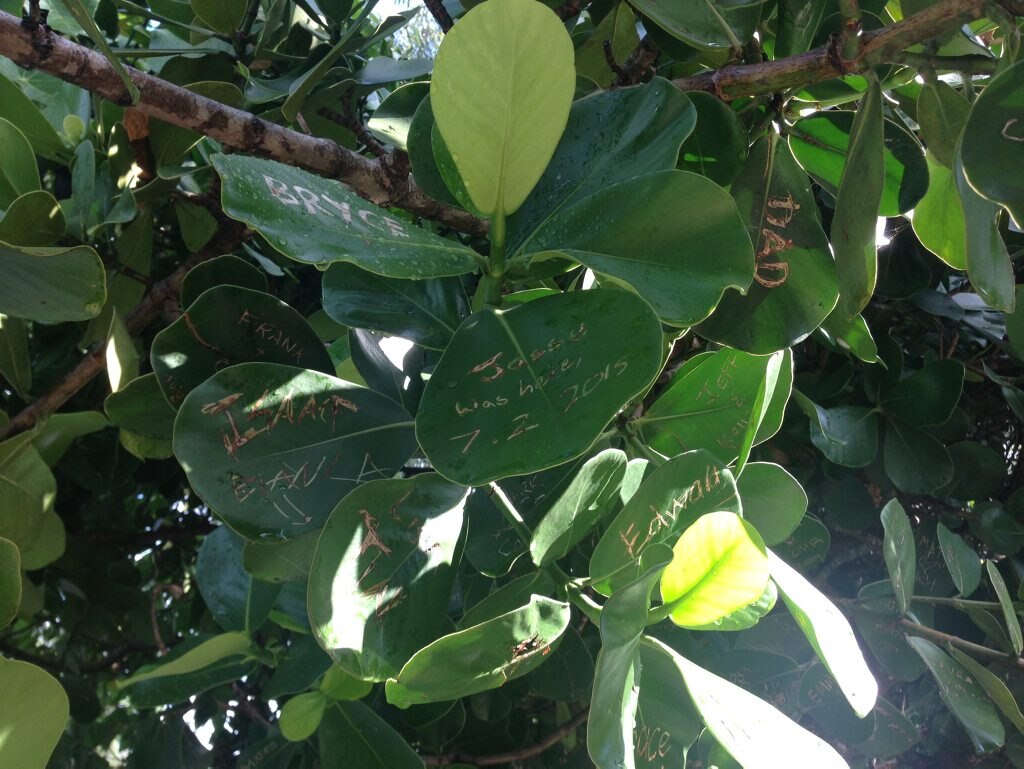 Messages and names scratched into leaves of a tree at the Bundaberg Botanic Gardens. Photo Crystal Jones / NewsMail. Picture: Crystal Jones