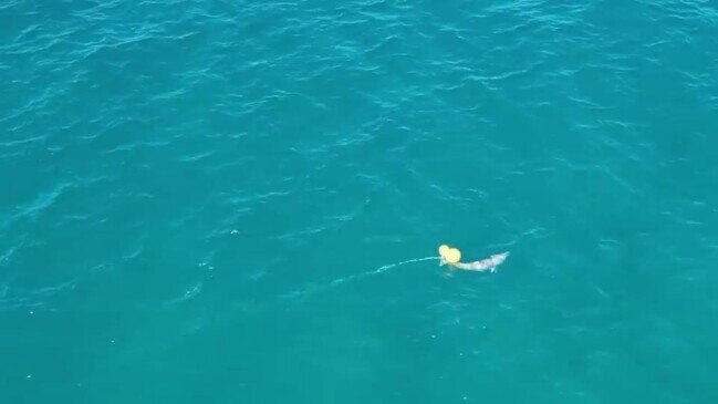 Dolphin stuck on drumline at Kawana Beach