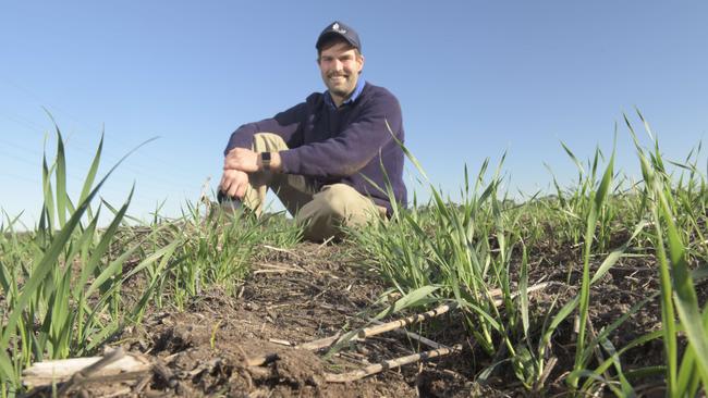 Good growth: Lachie Morrison, in a Samira variety fava bean crop at Teesdale sown on April 8, is enjoying a good start to the cropping year. Picture: Dannika Bonser