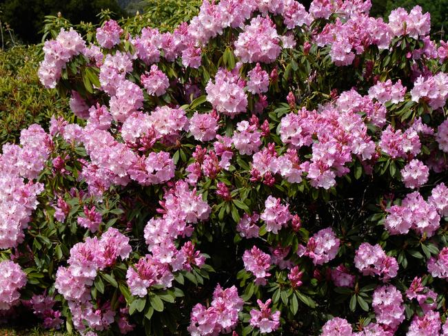 Peter Cundall gardening September 28... Rhododendron ‘Susan’ in full November bloom.