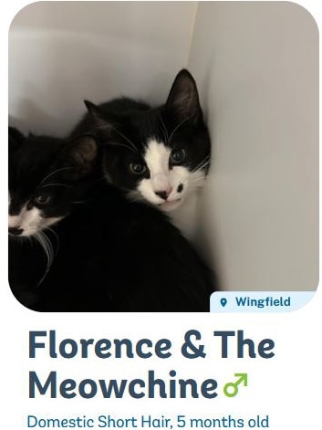 Florence and the Meowchine simply rolls of the tongue. Picture: AWLSA