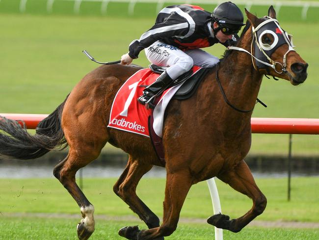 Cult racehorse Jungle Edge will need to be at his absolute best if he wins All-Star Mile selection as the 1600m is at the top of his distance range.