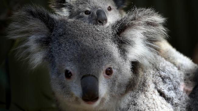 Featherdale Wildlife Park experienced a baby boom this year, with their koala population increasing by eight joeys in one season. Picture: Toby Zerna