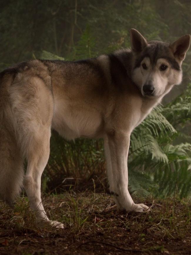 It’d be great to see a pack of direwolves, including Nymeria, take down a zombie bear.