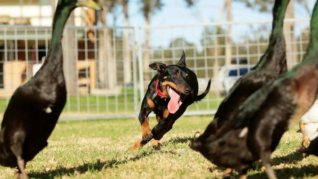 Spook the dog from the Australian Working Dog Rescue gearing up for the Sydney Dog Lovers show.
