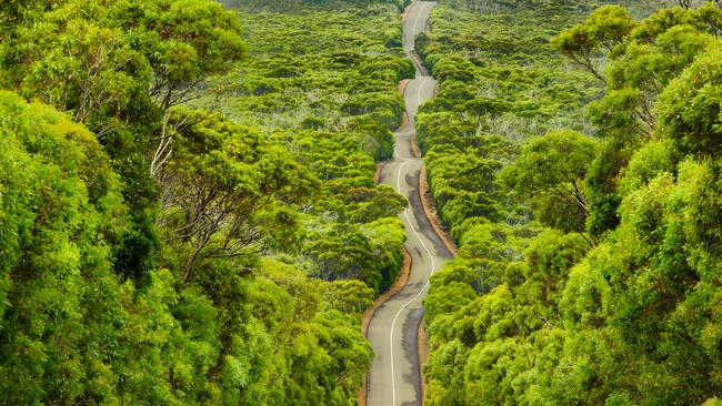 Before image of eucalypt forest on Kangaroo Island.