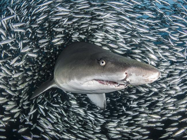 Few people would willingly jump into the water with a shark, let alone with one that is feeding. But that’s exactly what photographer and conservationist Tanya Houppermans has done to capture her “one in a million” shot of a sand tiger shark dissecting its way through a huge bait ball. PICTURE: TANYA HOUPPERMANS/CATERS