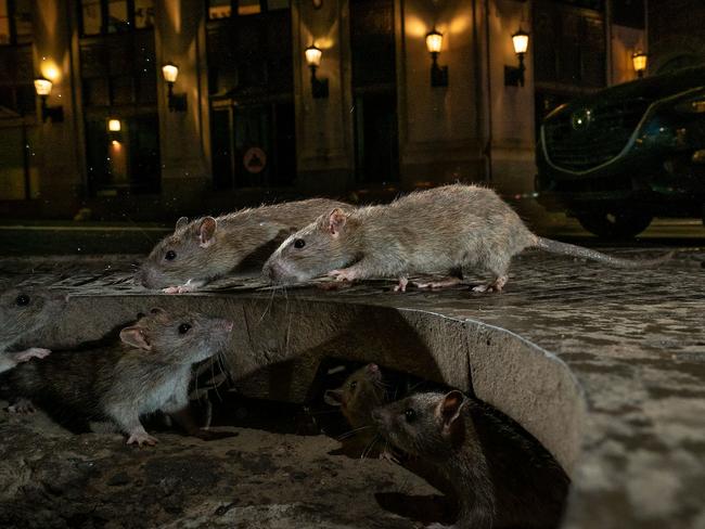 Charlie Hamilton James captured this shot of The Rat Pack, which won the 2019 award for the Urban Wildlife. It shows the rats scuttling between their underground home and a pile of garbage in the streets of Manhattan in the early hours of the morning. Picture: Charlie Hamilton James/Wildlife Photographer of the Year