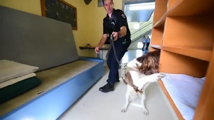 Townsville Correctional Centre Drug Detection Dog