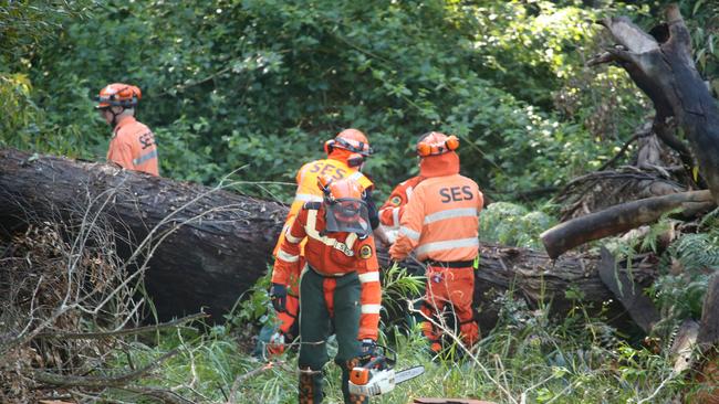 Volunteers from the SES help with the search for William Tyrrell. Picture: Nathan Edwards