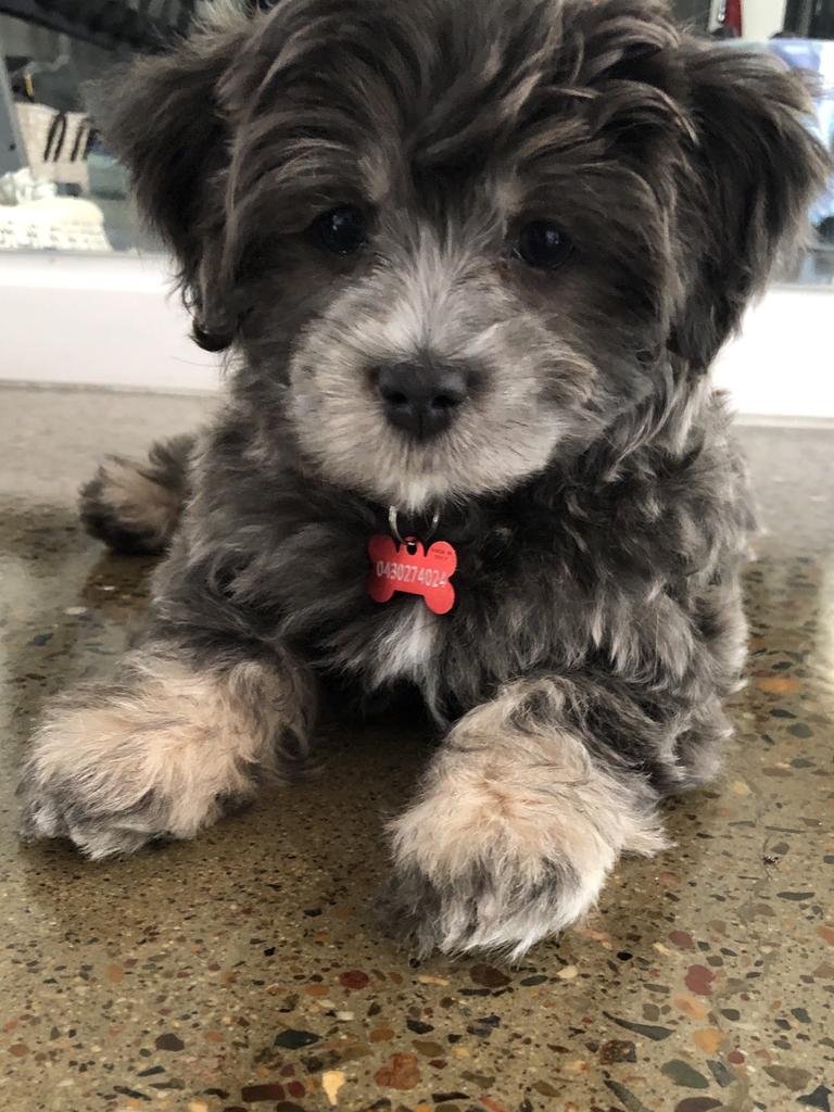 This is Charlie our new Maltese Shitzu puppy chilling out in my gym.