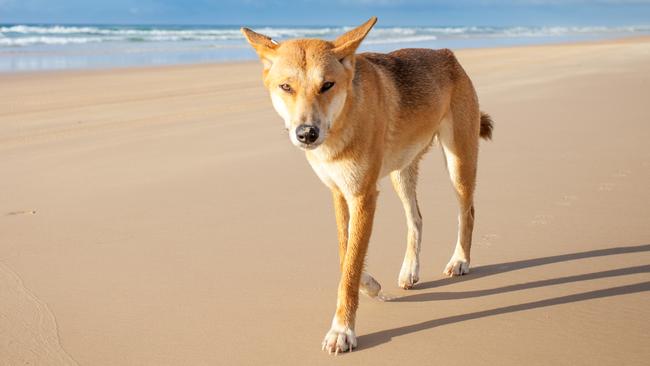 A fisherman has been bitten on the back of the leg by a dingo.