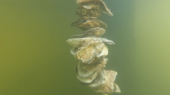 Tampa restaurants and a non-profit creating oyster habitats