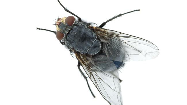 Sci-fly ... researchers reckon house flies are much smarter than we think. Picture: Thinkstock