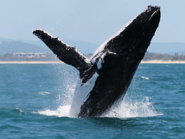 Whale breaching in front of Glasshouse Mountains. Photo Katie Jackson