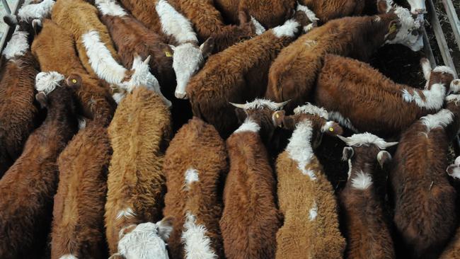 Meatworks mayhem: The red meat industry will struggle with new restrictions put in place for the weeks ahead.