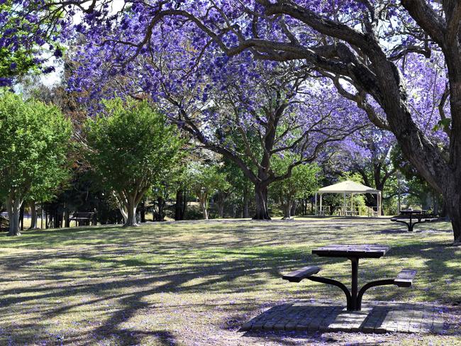 PURPLE HAZE: A sea of jacarandas in bloom at See Park, Grafton.