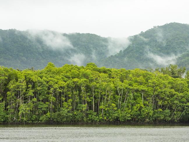 The Daintree Rainforest is a big attraction in Far North Queensland. Picture: Andrew Tallon