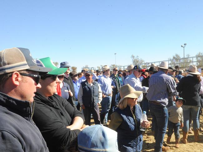 3900 cattle were sold at the Bohning Yards on Thursday's Steer Auction. Picture: SATRIA DYER-DARMAWAN