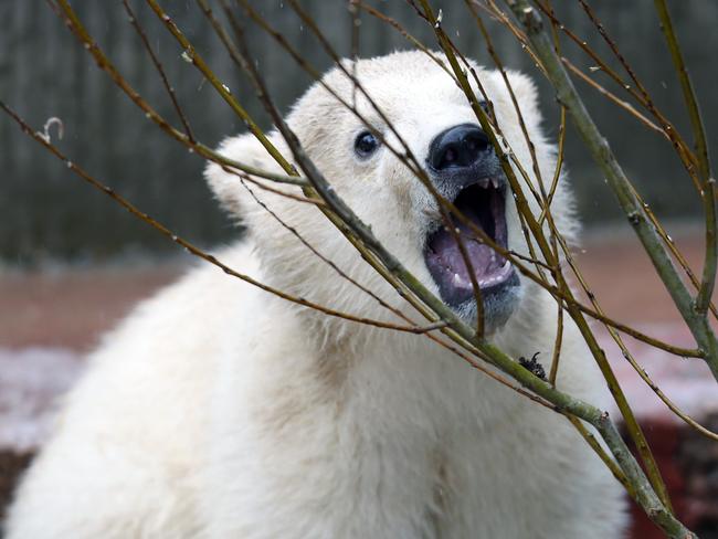 Playing ... Fiete in his enclosure. Picture: AFP