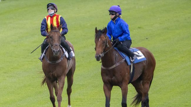 Nature Strip (left) Bivouac return to the stalls following the opening trial heat at Rosehill. Picture: Getty Images