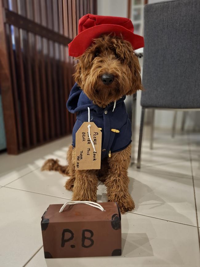 Rowlf as Paddington Bear. Picture: Supplied