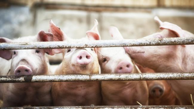 Antibiotics used in factory farming are breeding antibiotics infections. Picture: istock