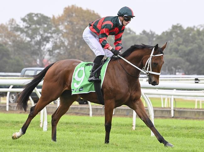 Lady Shenandoah is a great chance to break through in the Ming Dynasty Quality at Rosehill. Picture: Bradley Photos