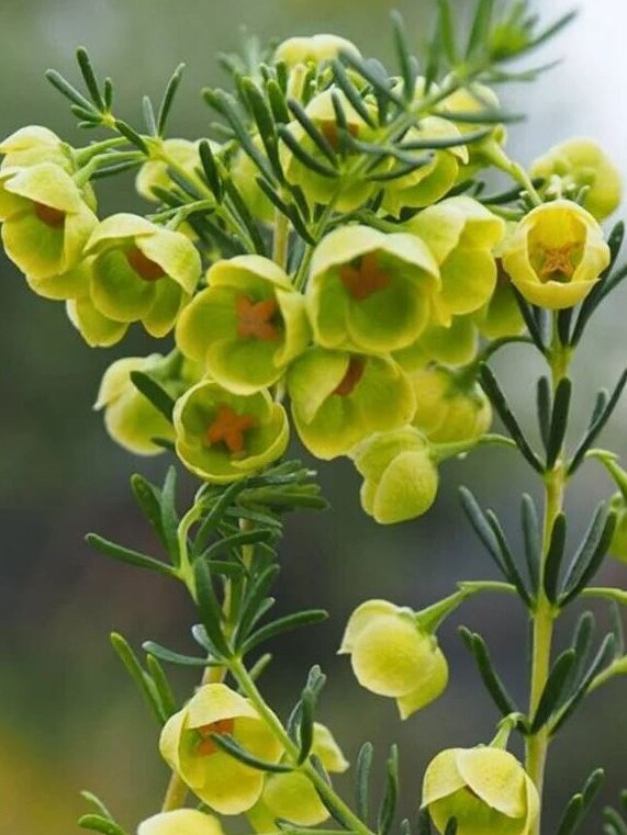 Boronia megastigma ‘Lutea’.