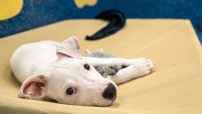 Kimmie is feeling a little lonely. RSPCA Queensland is looking for people to help care for surrendered animals. Photo Peter Wilson.