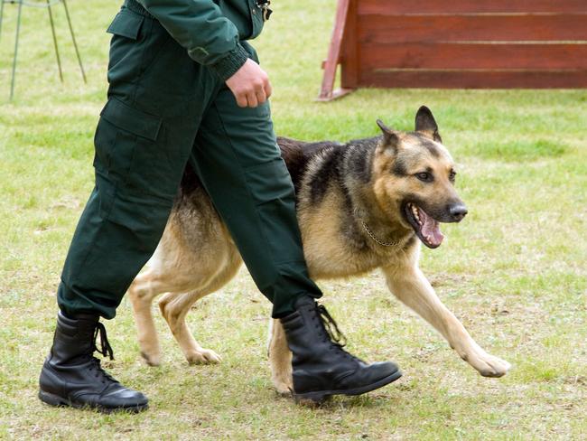 A German Shepherd, not pictured, has reportedly contracted coronavirus. Picture: Thinkstock