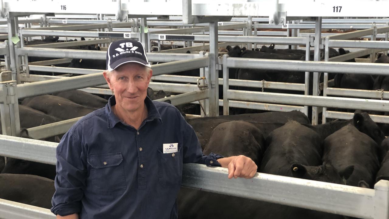 Ballarat store cattle sale: Breeders and feedlotters do battle | The ...