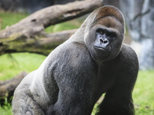 Let’s just say, in a one-on-one brawl, the gorilla can make ‘human-mash’ with one hand.