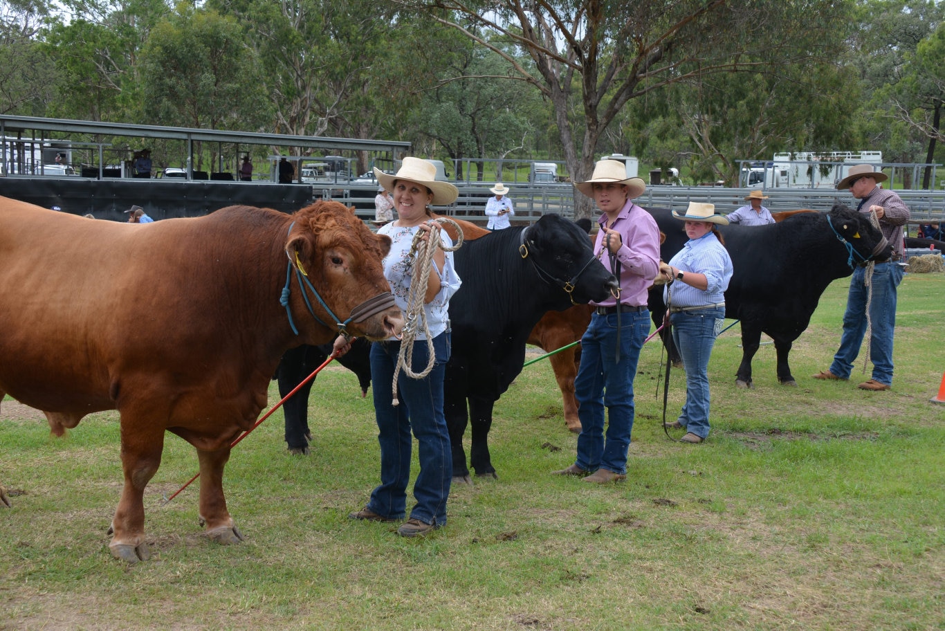 Kath McUtchen from Jandowae showing in the reserve junior champion bull class on behalf of Rick and Sue McDougall from Upper Horton in NSW at the 71st annual Cooyar Show. Picture: Kate McCormack