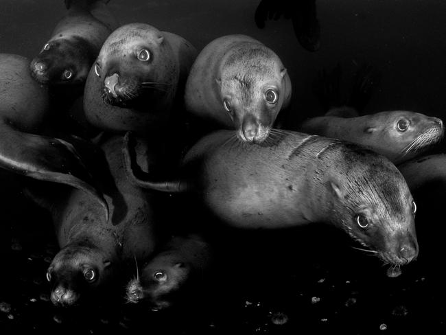 Celia Kujala: A curious group of Steller sea lions circle the photographer. Canada