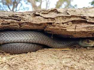 SNAKE BITE: A woman was bitten by a snake at Gayndah. Picture: Samuel Hunt