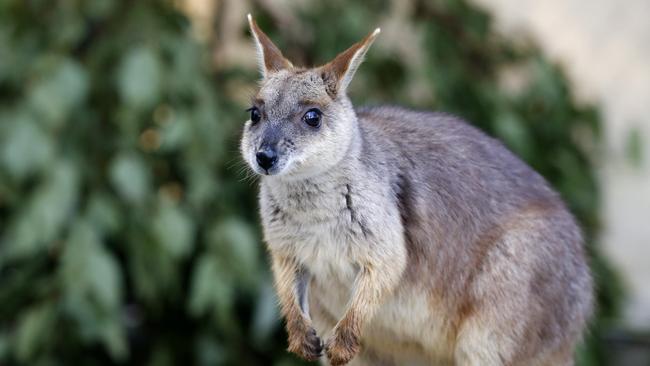 The Dryander National Park is one of the only habitat for the endangered Proserpine rock wallabies Picture: JERAD WILLIAMS