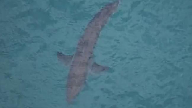 A shot of a shark spotted at Salt Beach this morning. Picture: 7NEWS