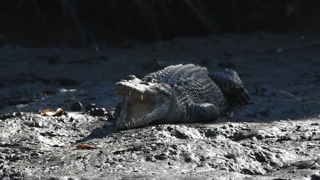 A large saltwater crocodile, estimated to be at least 3.5m long, basking on banks of Trinity Inlet. Photo: Trevor Clarke