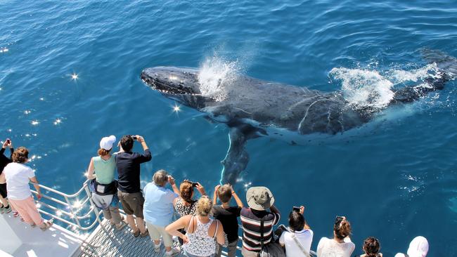 Whale encounters at Hervey Bay. Picture: Fraser Coast Tourism and Events