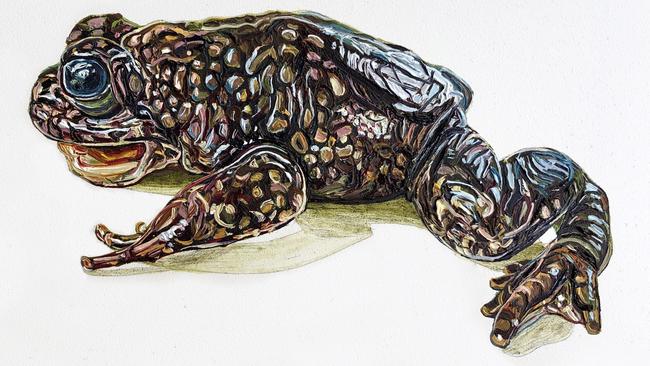 The now-extinct Northern gastric brooding frog. Painting: Emma Lindsay, Queensland Museum.